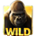 royal gorilla wild symbol icon