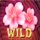 sakura fruits wild petals symbol icon